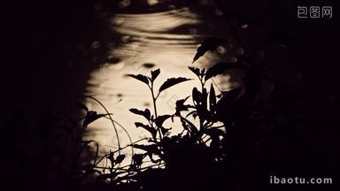 夜晚水中月亮月球倒影剪影蛙鸣